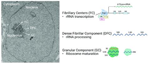 The nucleolus contains three distinct compartments responsible for ...