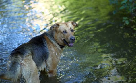 Sheprador 101: Labrador X German Shepherd Mix