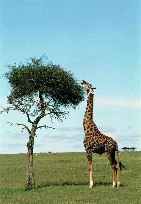 Giraffe (giraffa Camelopardalis) Eating From Tree Photograph by William ...