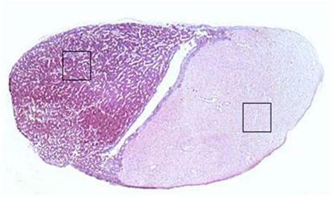 pituitary gland microscopic Diagram | Quizlet