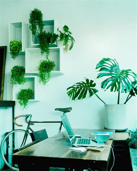 Office Desk Plants | Easy Office Plants | Plants.com