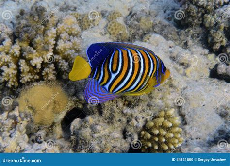 Royal angelfish stock photo. Image of coral, angelfish - 54121800