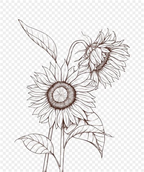 Line Drawing Sunflower, Flower Drawing, Sun Drawing, Wing Drawing PNG ...