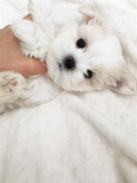 Teacup Maltese Puppy for sale! | iHeartTeacups