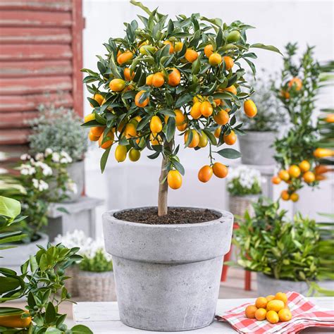 Citrus Japonica"Kumquat" | Citrus Kumquat Tree | Altezza alla consegna ...