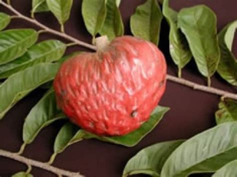 RED CUSTARD APPLE - 3 to 4 Feet Tall - Ship in 3Gal Pot in 2022 ...