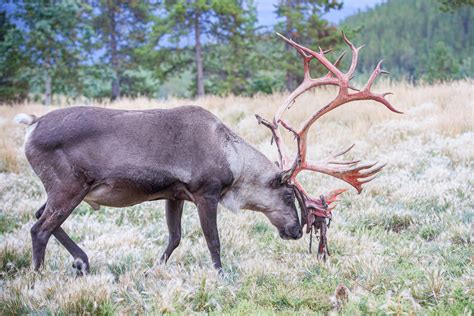 Swipe Right (for Antlers) - Yukon Wildlife Preserve