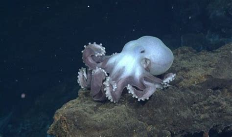 Dumbo Octopus Facts | Anatomy, Diet, Habitat, Behavior - Animals Time