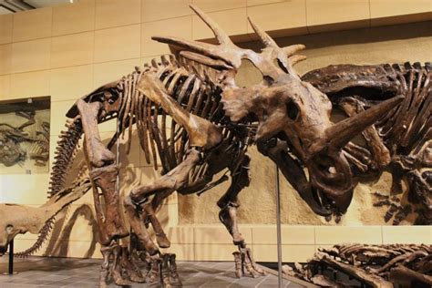 Styracosaurus Facts, Habitat, Diet, Fossils, Pictures