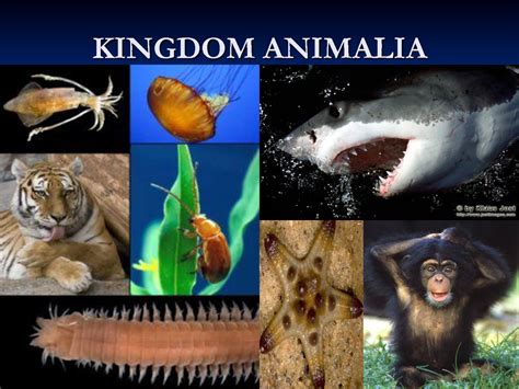 Animalia - O Meu Site