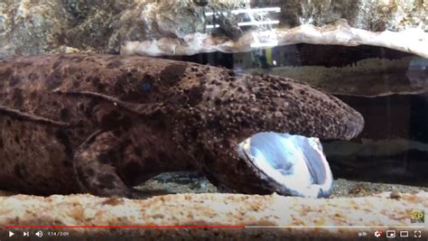 Largest Japanese giant salamander dies, aged…Maybe 70 or so ...