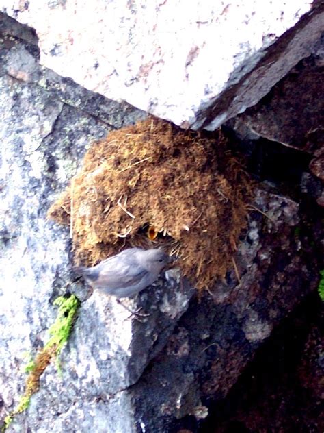 Nature. Observation. Discovery. Community.: American Dipper Nest