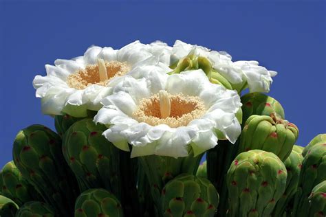 Fresh Saguaro Flowers Photograph by Douglas Taylor - Fine Art America