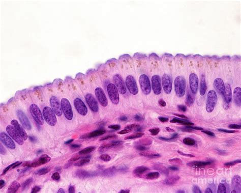 Simple Columnar Epithelium #10 by Science Photo Library