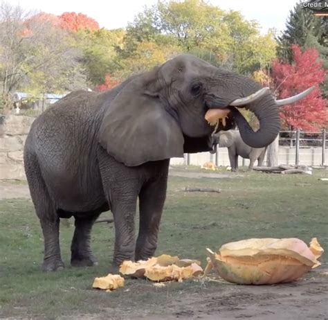 Elephants at Milwaukee County Zoo have smashing ‘gourd’ time with giant ...