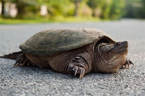 Snapping Turtles (Diet & feeding, Life minutiae And Basic Facts)