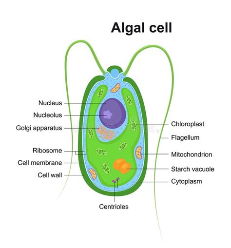 Chapter 19 Algae And The Origin Of Eukaryotic Cells