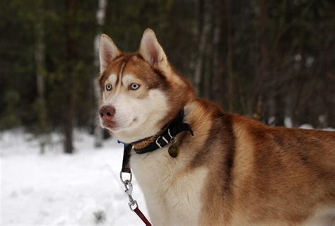 Red Husky Dog: Everything You Need To Know - Marvelous Dogs