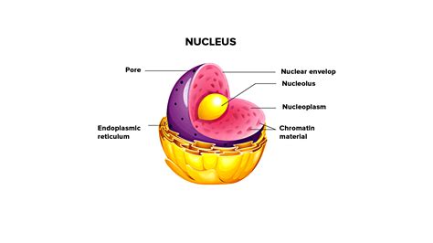 Well Labelled Diagram Of Nucleus