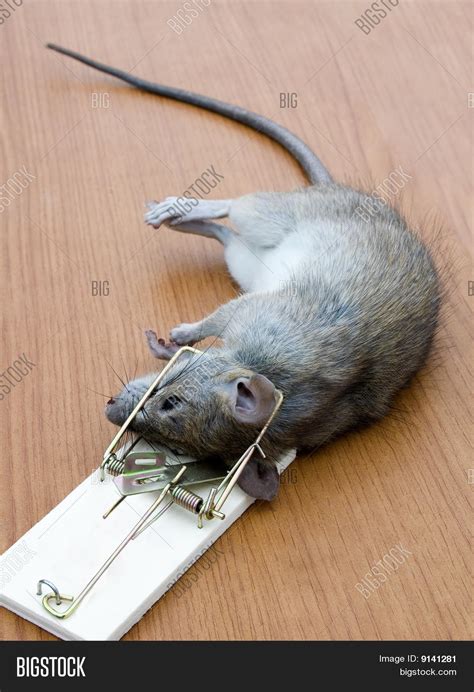 Rat Trap Image & Photo (Free Trial) | Bigstock