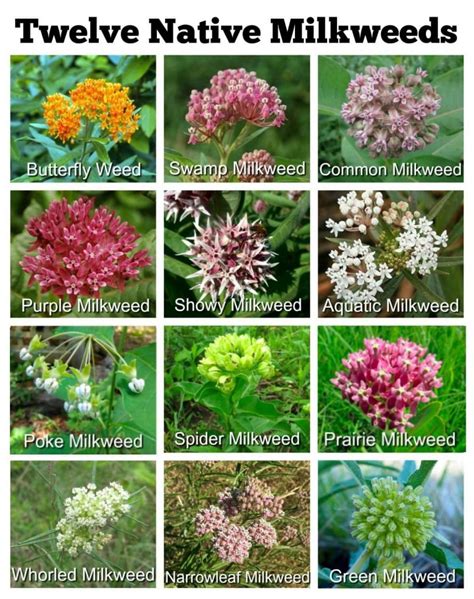 8 Types of Milkweed Found in Indiana – Nature Blog Network