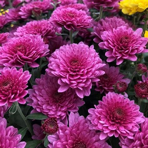 Chrysanthemum – Growing and Care Tips for Mums | Garden Design