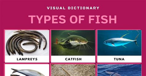 50 Unbelievable Interesting Facts About Fishes You Must Know - 2024