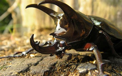 Rhinoceros Beetle wallpaper | animals | Wallpaper Better