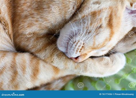 Ginger cat stock photo. Image of sleeping, rest, ginger - 76177436