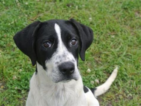 pointer labrador mix - Google Search | Labrador mix, Puppies, Lab mix ...