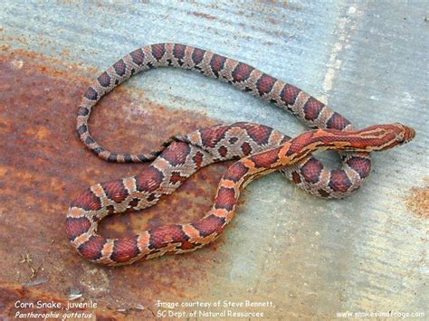 Juvenile Copperhead Snake Identification | www.galleryhip.com - The ...