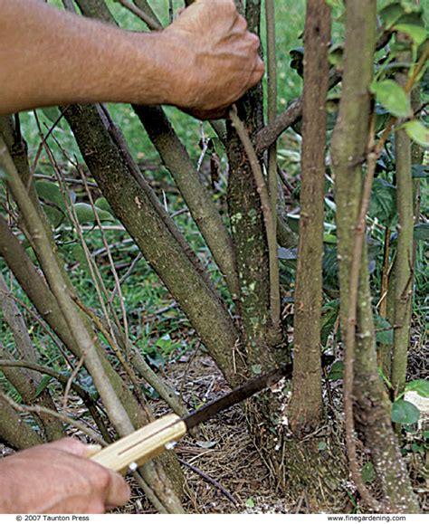 Pruning Lilacs - FineGardening