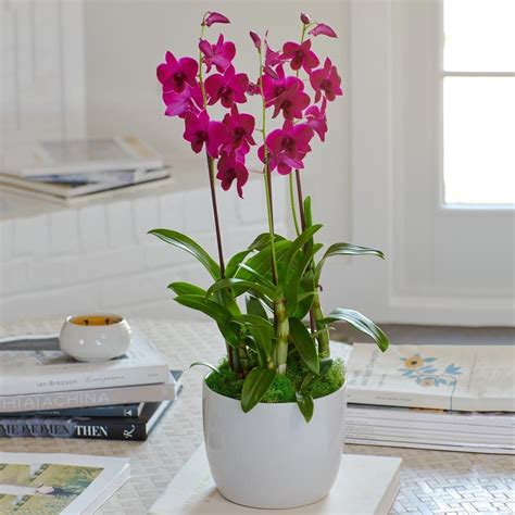 Deep Pink Dendrobium Orchids in ceramic cachepot | White Flower Farm