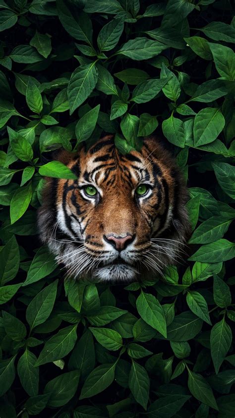 Wild Animals Wallpapers