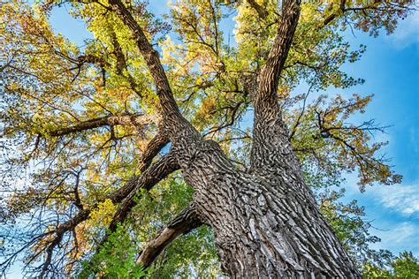 Royalty Free Cottonwood Tree Pictures, Images and Stock Photos - iStock