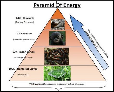 Ecological Pyramids: Pyramid of Numbers, Biomass & Energy | PMF IAS