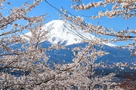 Cherry Blossom Mount Fuji Drawing