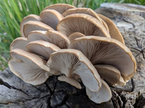 Oyster Mushrooms, Pleurotus species