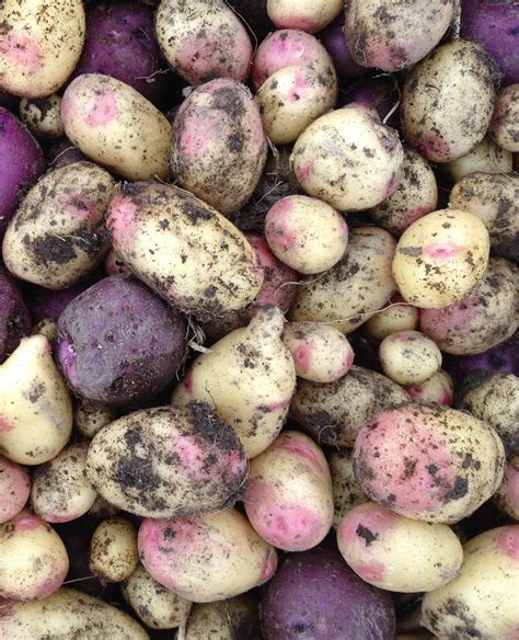 Provenance Growers: Seed potatoes