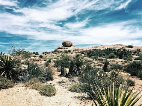 Free picture: desert, landscape, plants, cactus, leaves, sky, dry, rock