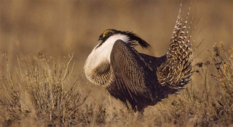 10 of North America's Most Endangered Birds