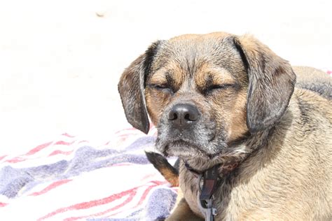 dog-friendly campgrounds on cape cod - capebeachdog