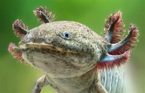 Axolotl Gills - AMPHIPEDIA