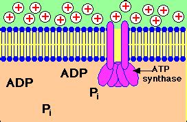 #BioDub My GIFs to You - The Electron Transport Chain & ATP Synthase ...