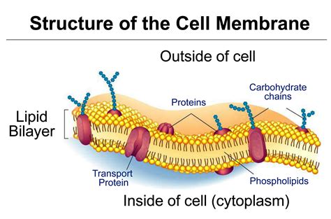 Get Inspired For Cell Membrane Definition And Function