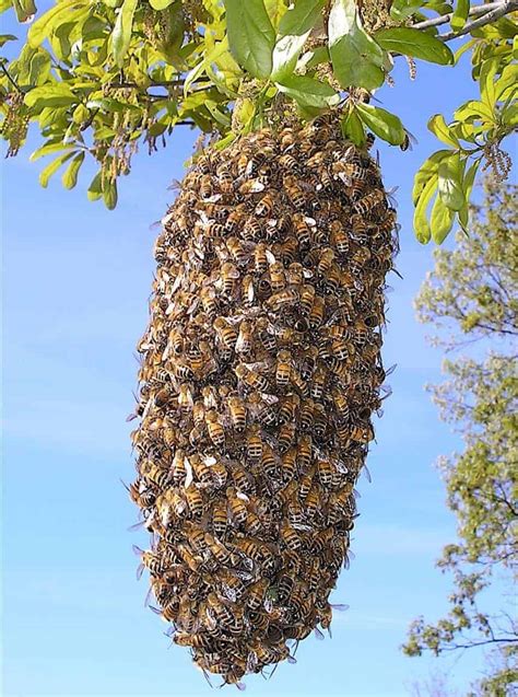 Capturing and Installing A Swarm of Bees