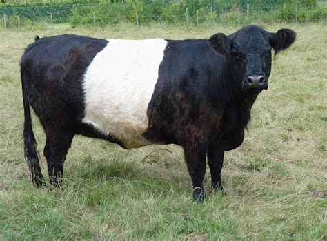 belted.galloway. cow - Google Search | Galloway cattle, Miniature cow ...