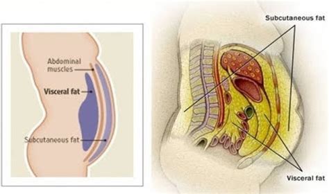 Belly Fat Defined: Subcutaneous Vs Visceral Fat • Bodybuilding Wizard