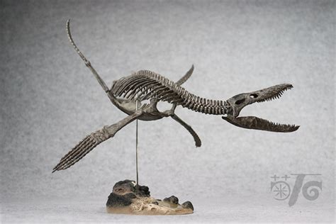 1/20 Pliosaurus Skeleton Model – Lana Time Shop