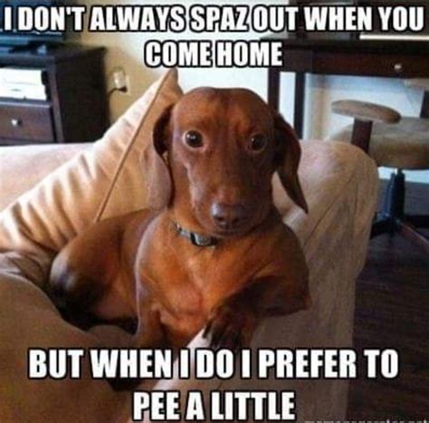 Pin by Teresa Fitzgerald on everything hot dog!!! | Funny dachshund ...